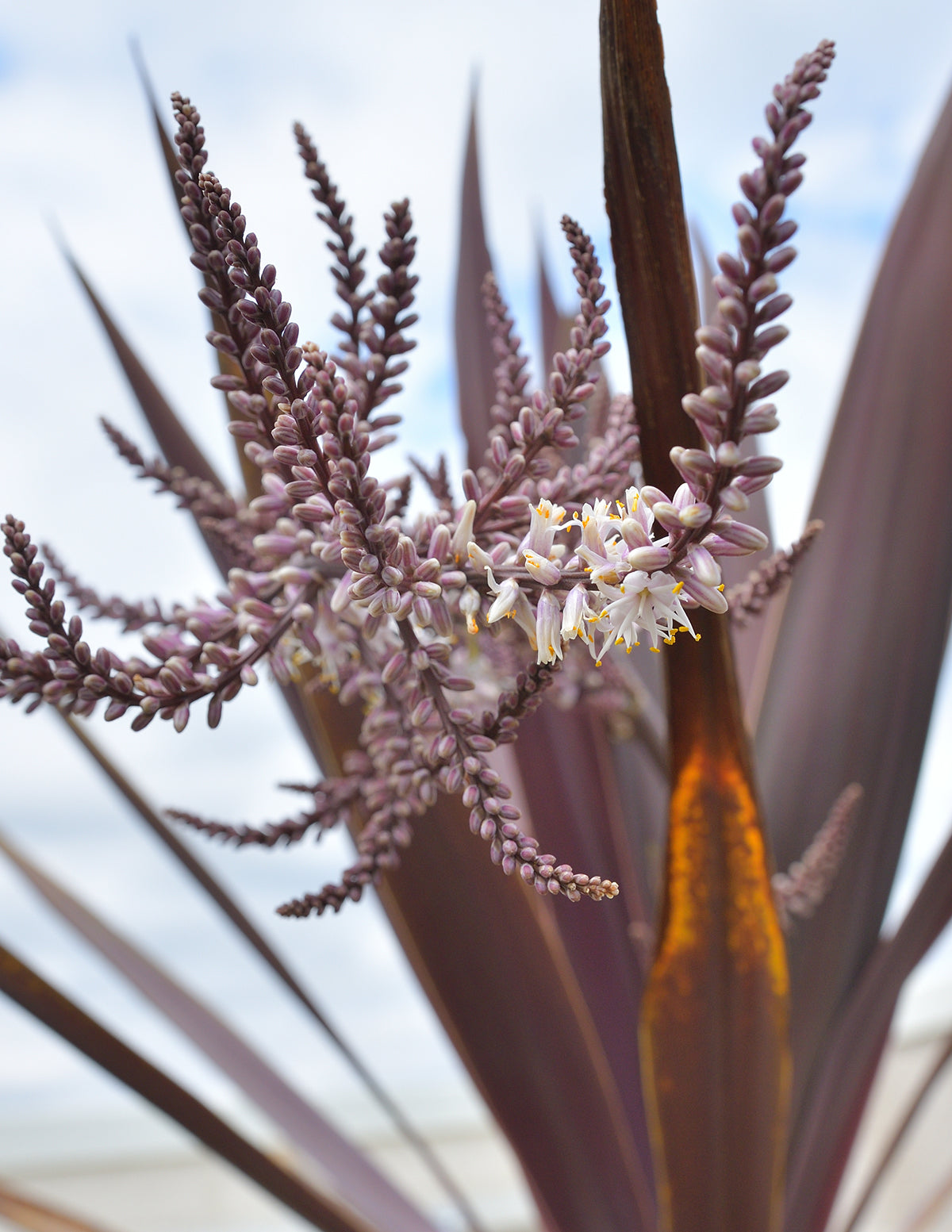 Bauer's Cordyline