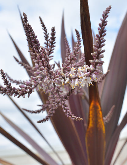 Bauer's Cordyline