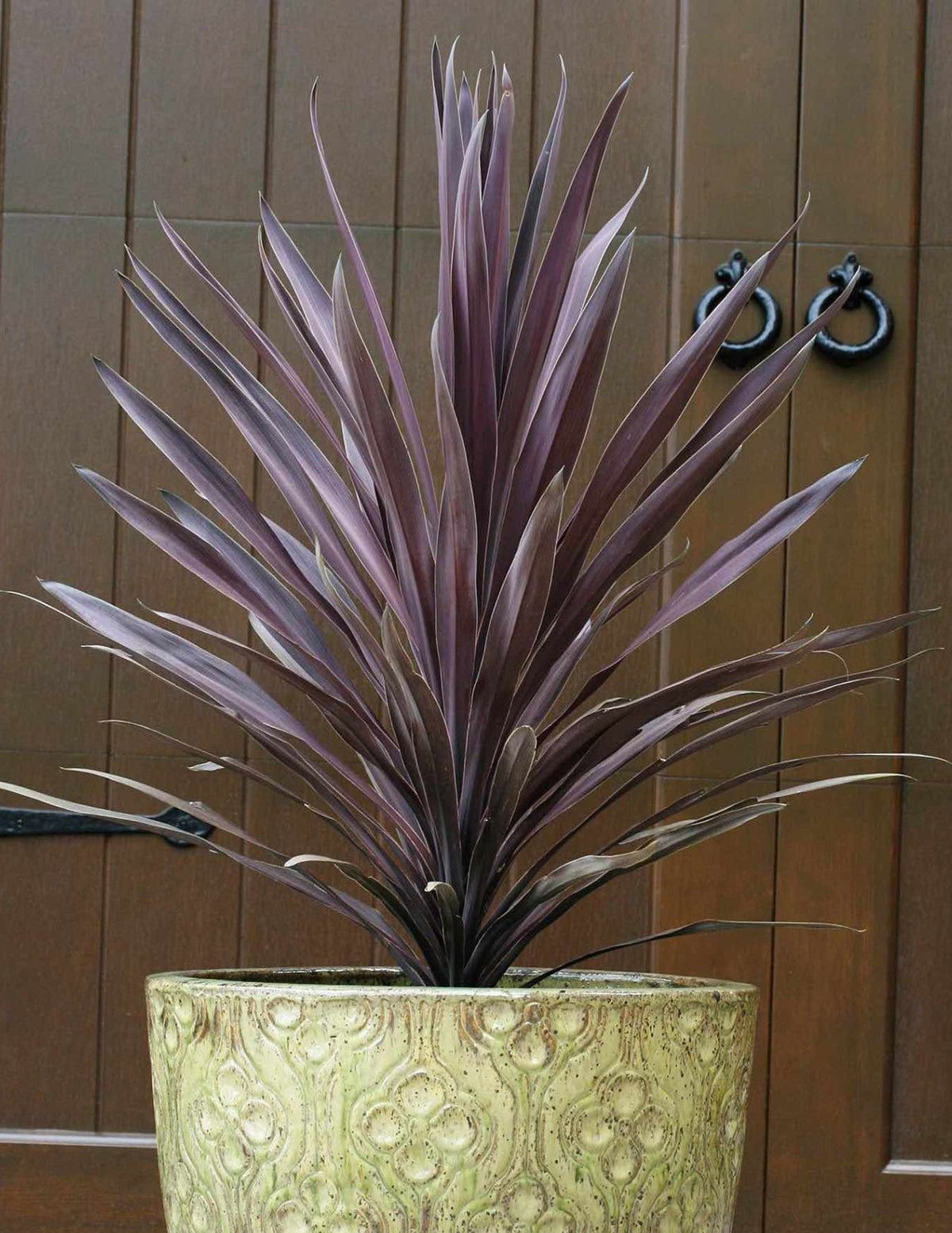 Bauer's Cordyline