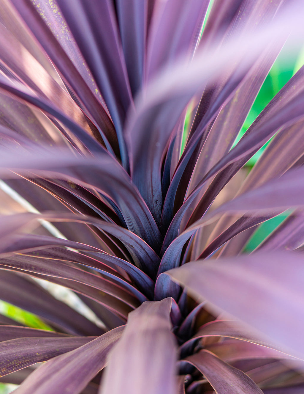 Bauer's Cordyline