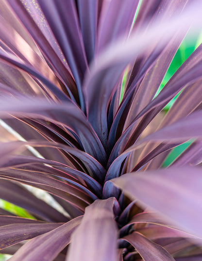 Bauer's Cordyline
