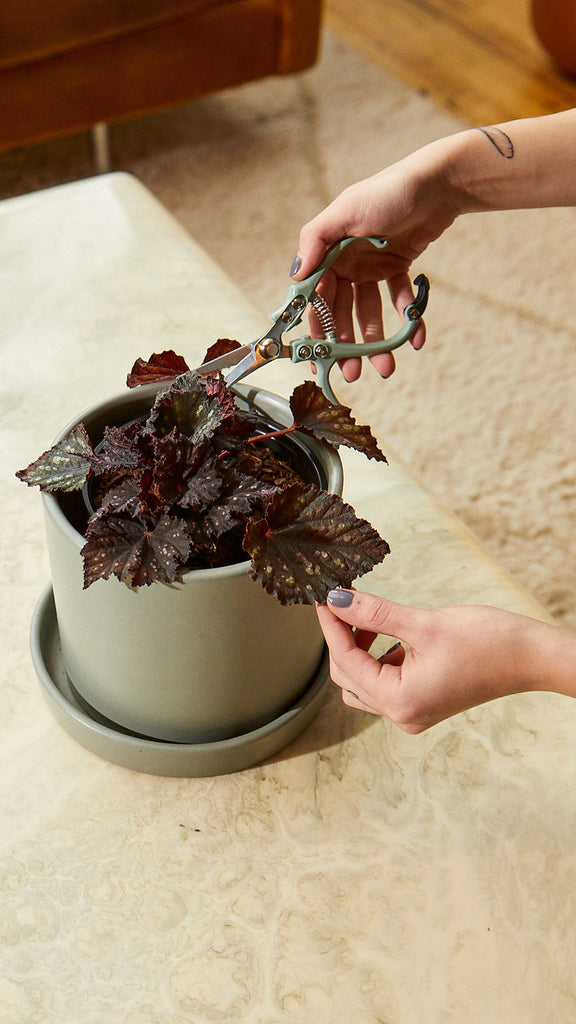 Begonia Jurassic Dino