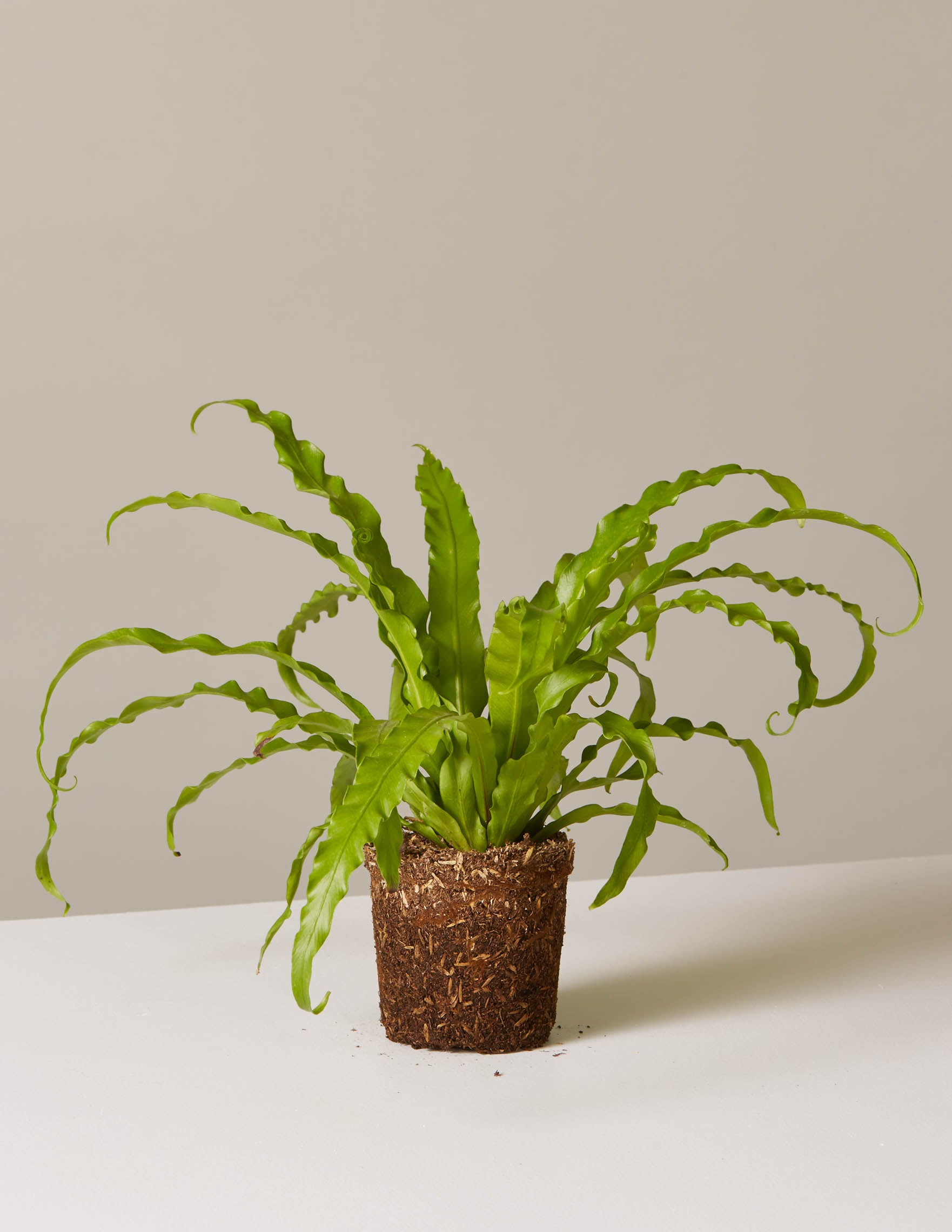 best potting medium for bird's nest fern Bird's Nest Fern