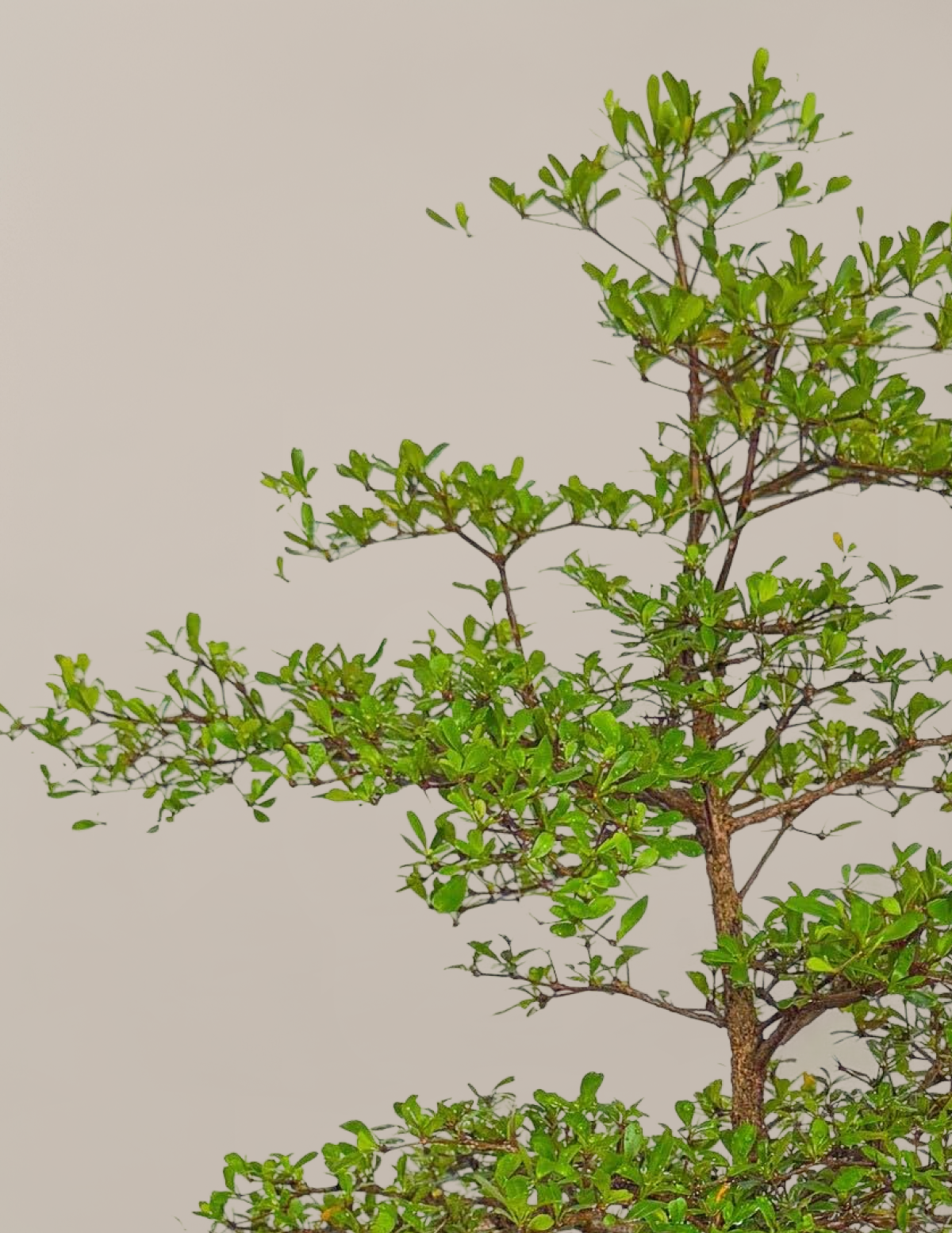 Black Olive Tree