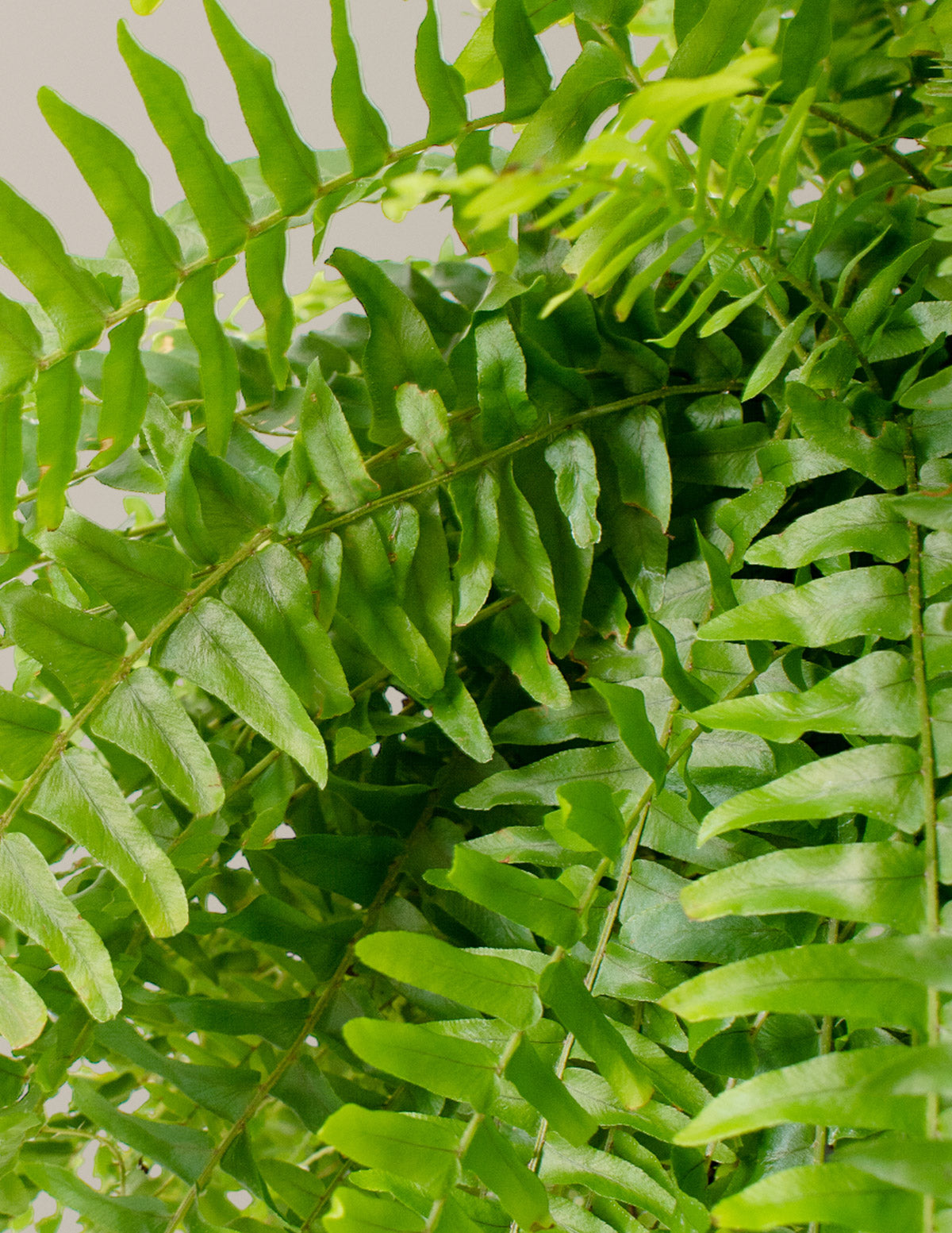 Large Boston Fern Hanging Basket Houseplant - Large (tall) Grow Pot