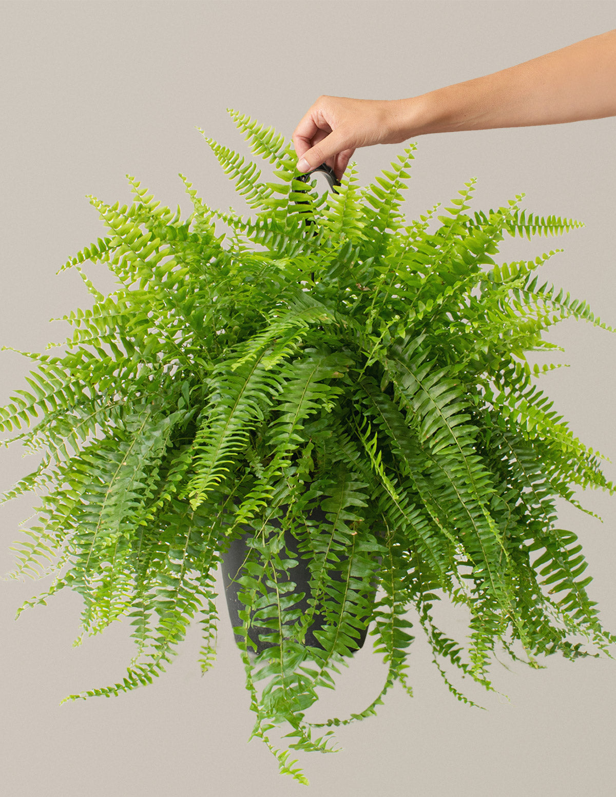 Large Boston Fern Hanging Basket