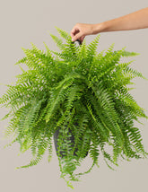 bundle | Large | Grow Pot