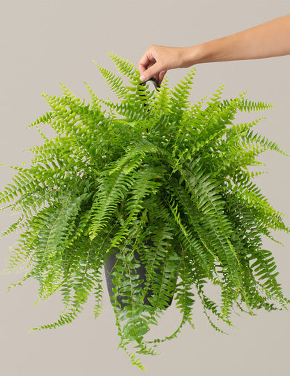 Large Boston Fern Hanging Basket