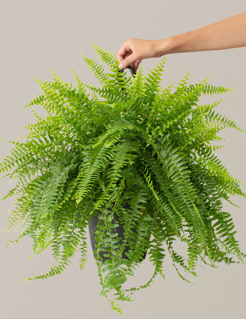 Boston Fern