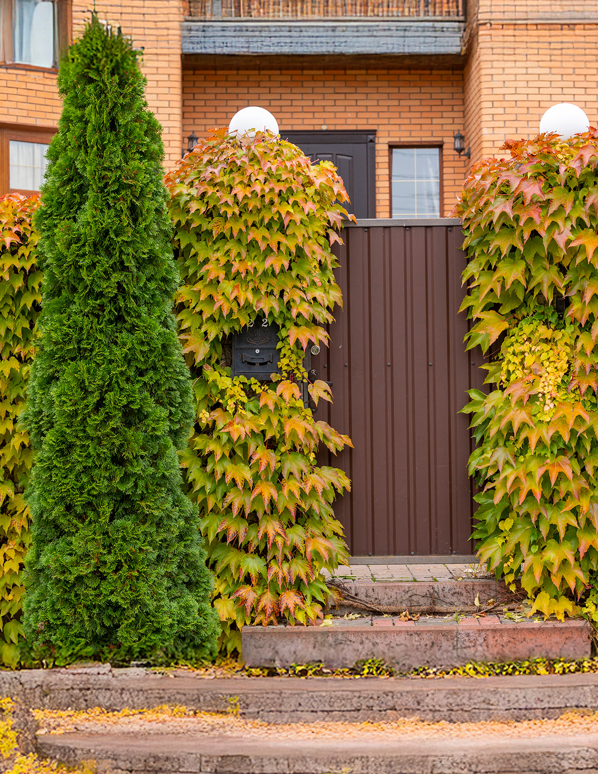 Green Showers Boston Ivy