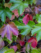 Boston Ivy