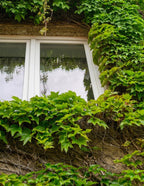 Boston Ivy