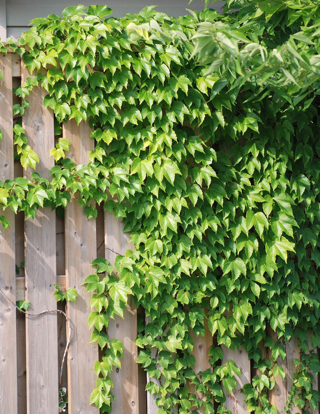 Boston Ivy