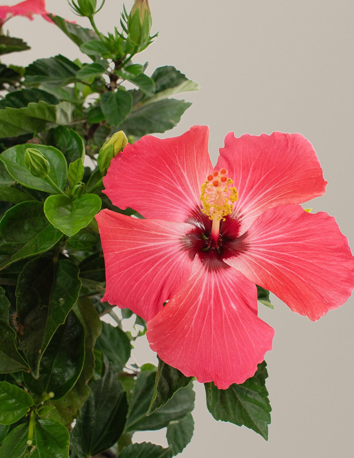 Large Braided Hibiscus