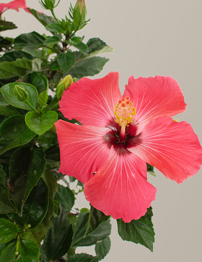 Large Braided Hibiscus