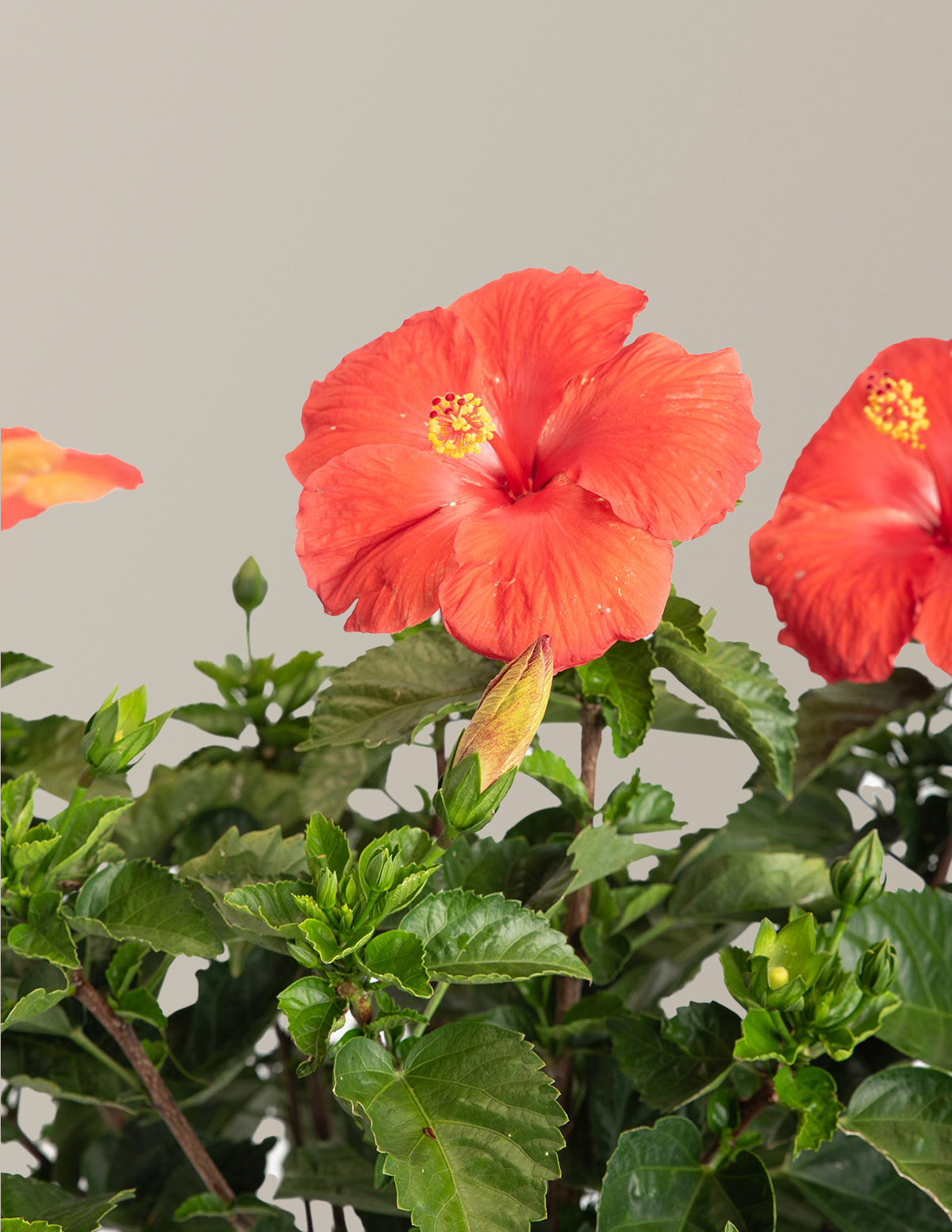 Large Braided Hibiscus