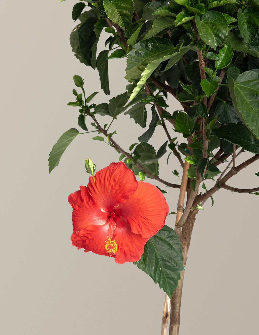 Large Braided Hibiscus