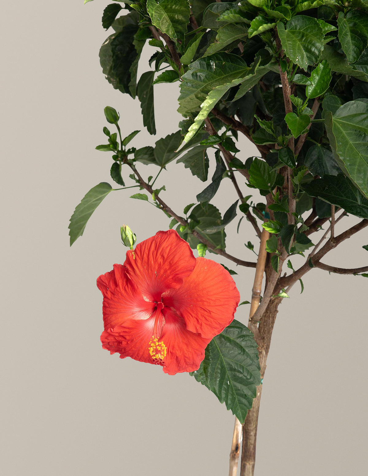Large Braided Hibiscus