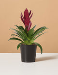 bundle | Small | Grow Pot