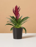bundle | Small | Grow Pot