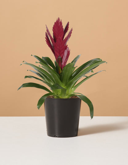 Bromeliad Vriesea ‘Albertina Maroon’