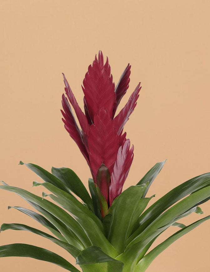 Potted plant with red flower against a beige background