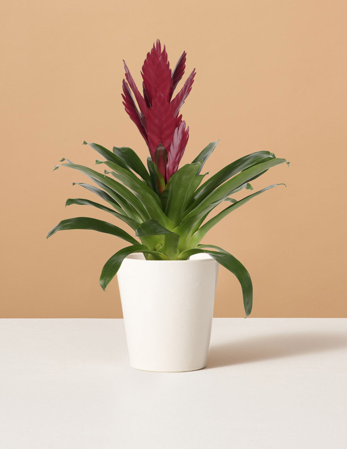 files/the-sill_bromeliad-vriesea-albertina-maroon_small_marianne_white_variant.jpg