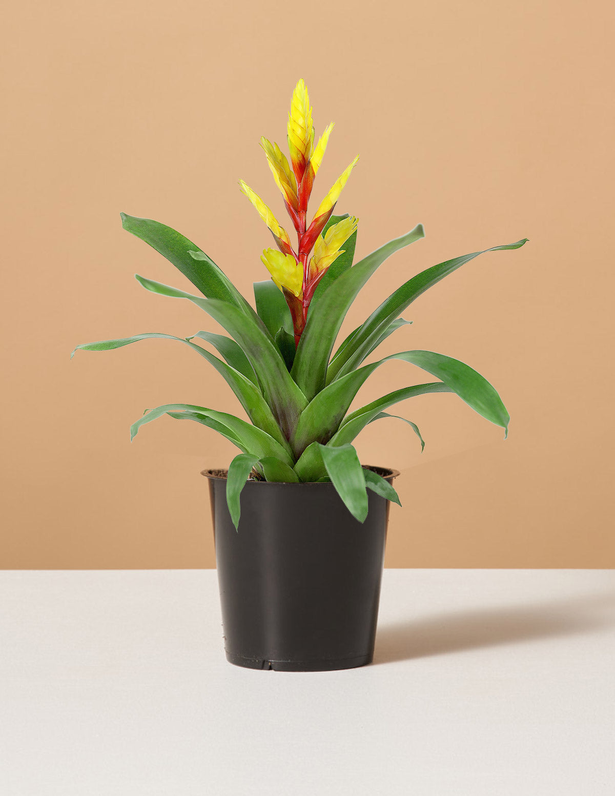 Bromeliad Vriesea Evita Yellow