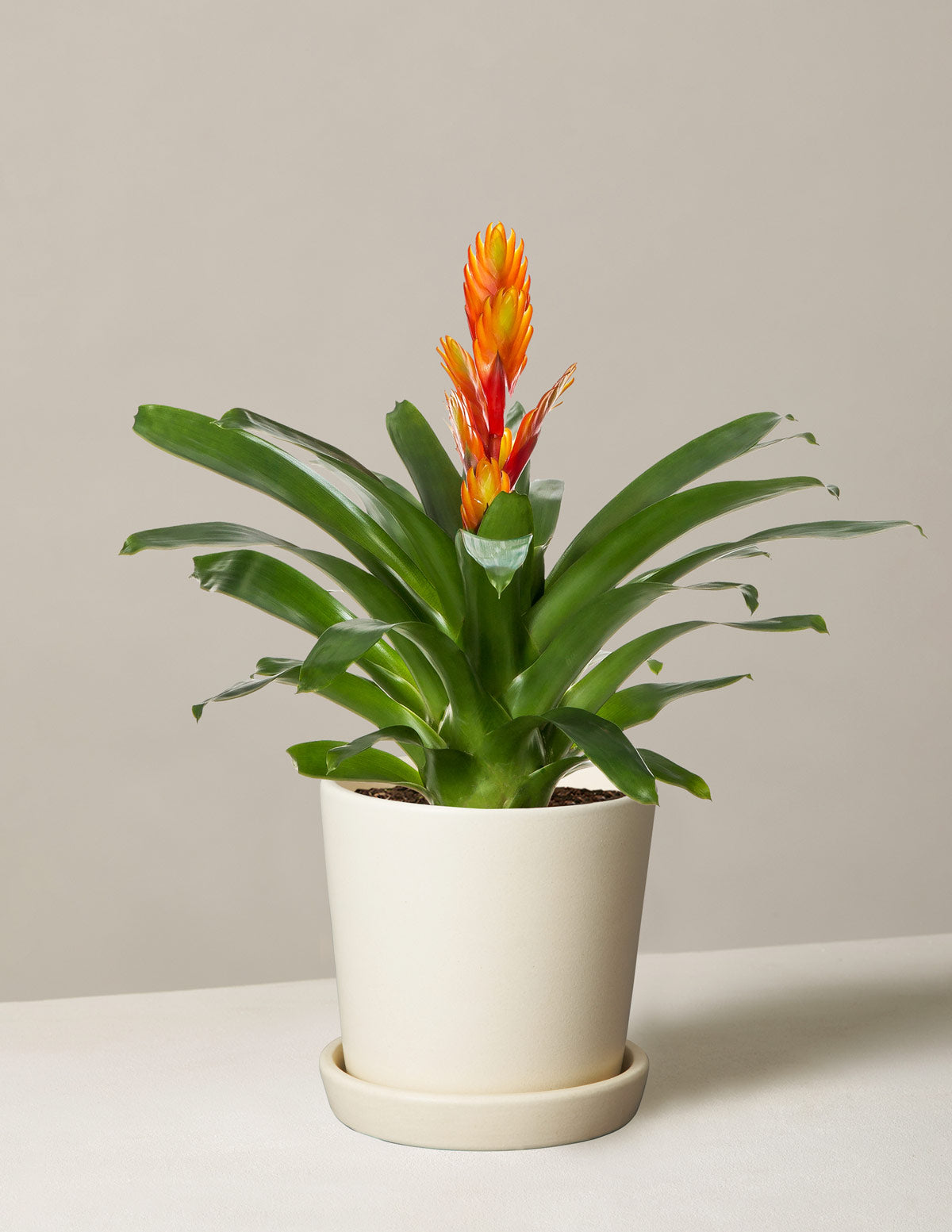 bromeliad succulent Bromeliad Vriesea Intenso Orange Houseplant - Small (10"-16" tall) Grow Pot