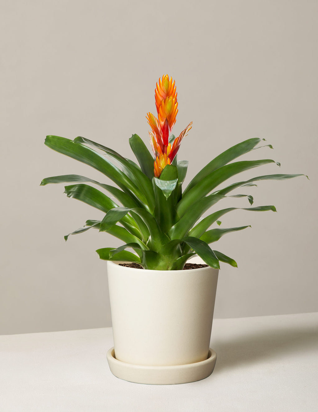 Bromeliad Vriesea Intenso Orange