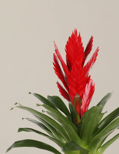 Red bromeliad plant in a white pot on a neutral background