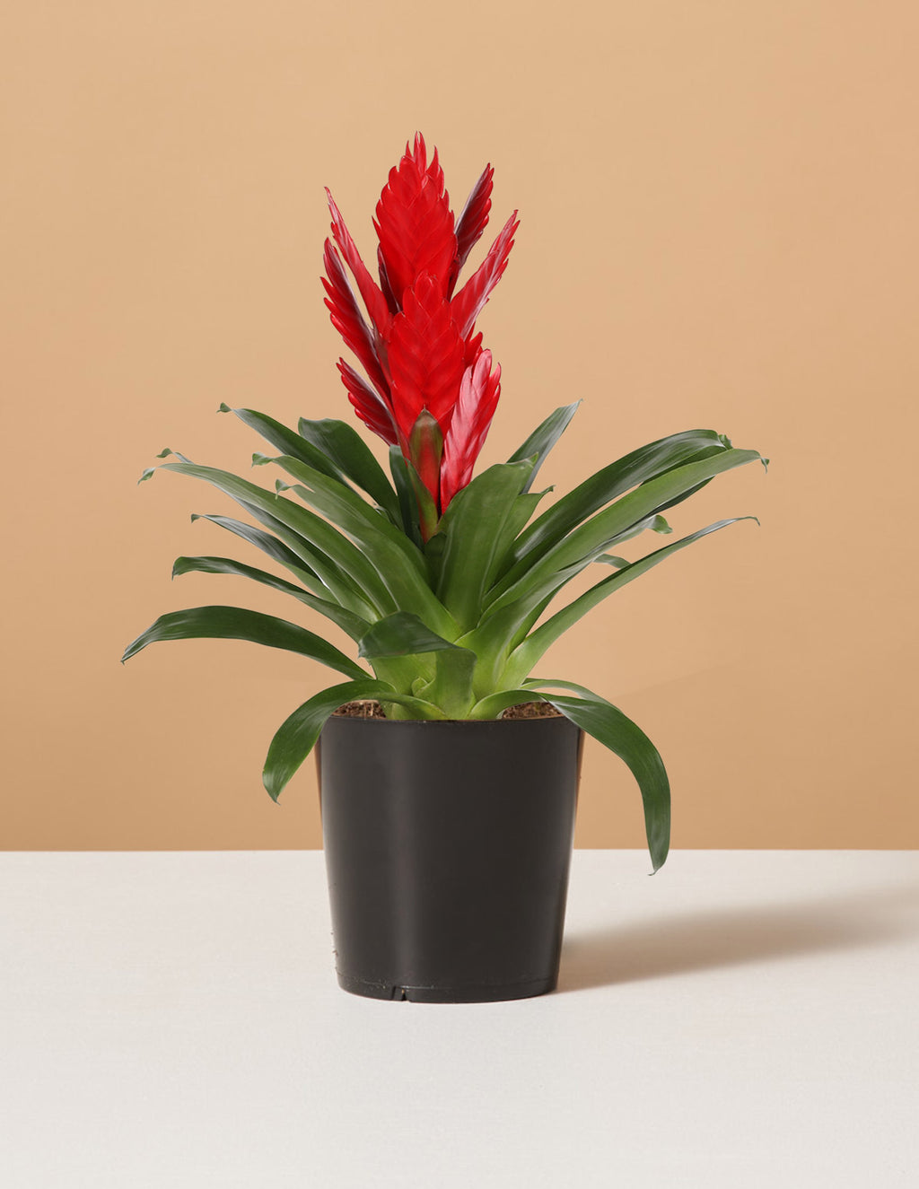 bundle | Small | Grow Pot