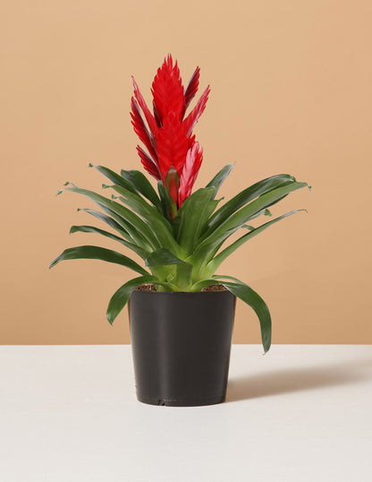Bromeliad Vriesea Intenso Red