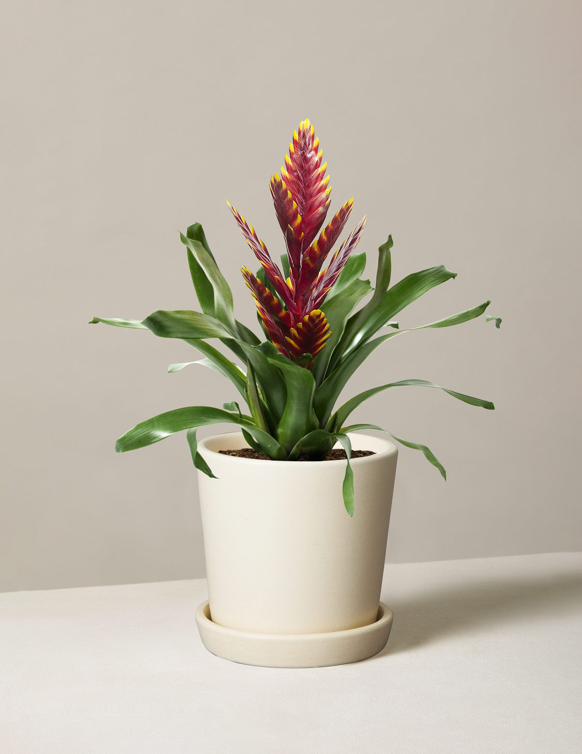 Bromeliad Vriesea ‘Vogue’