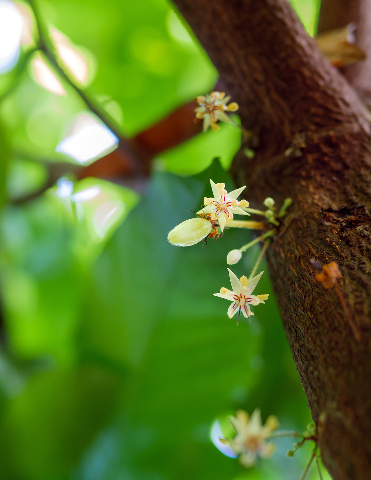 Theobroma Cacao Tree