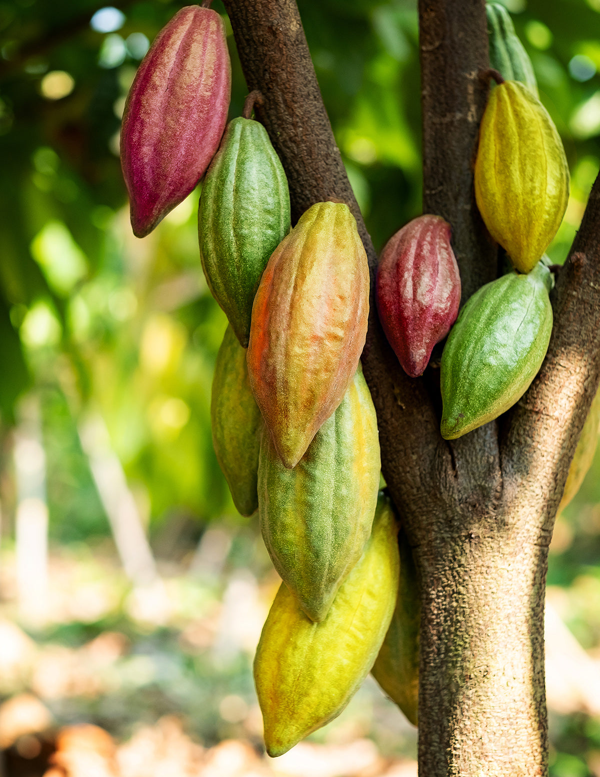 Theobroma Cacao Tree