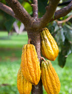 Theobroma Cacao Tree
