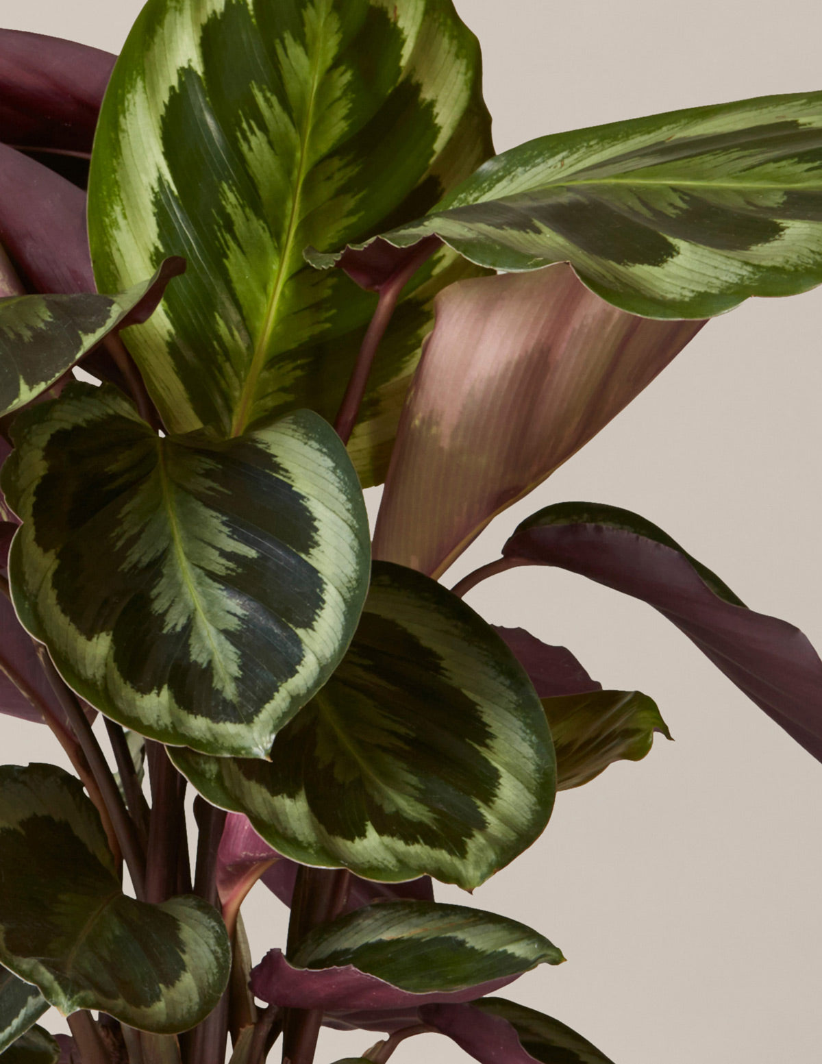 medallion prayer plant care Calathea Medallion