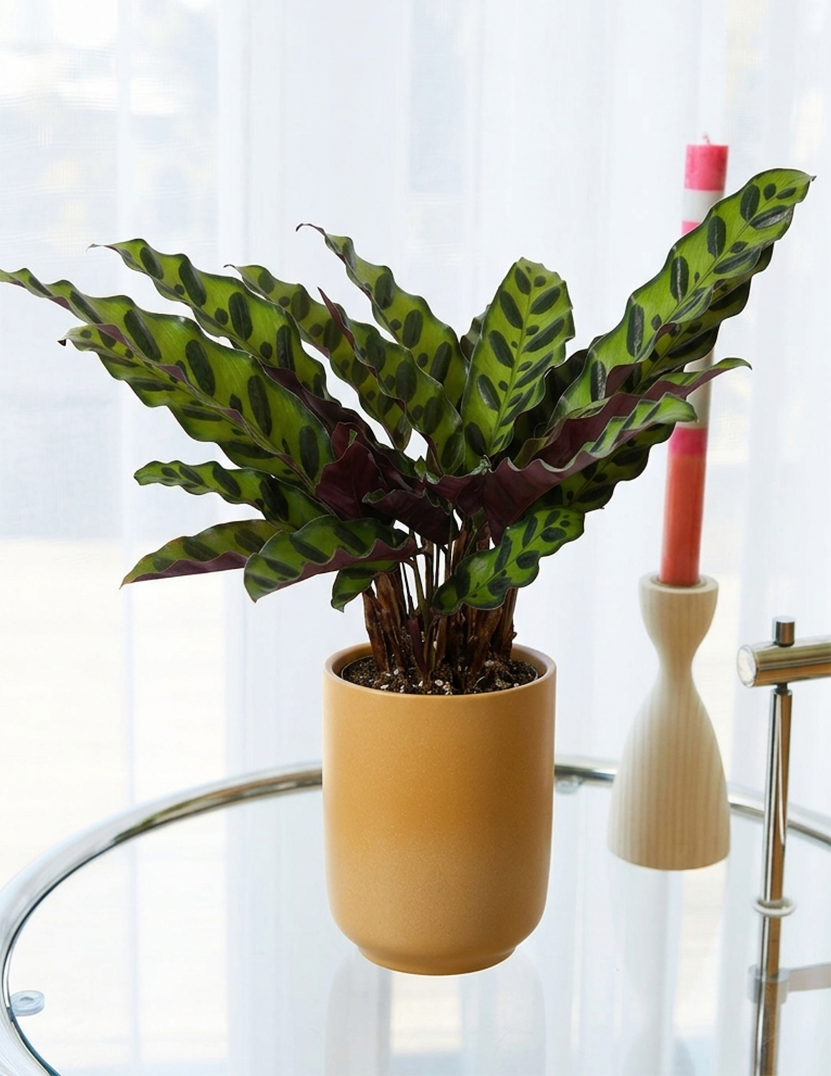 Calathea Rattlesnake