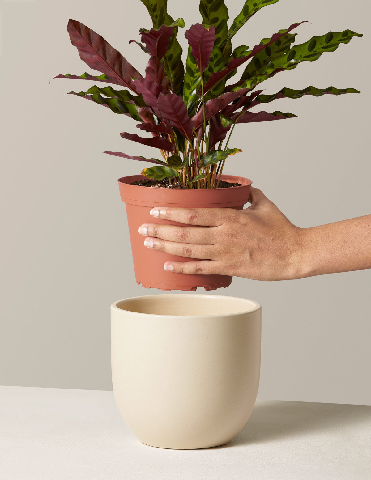 rattlesnake plant pot size Calathea Rattlesnake Prayer Plant | Houseplants Safe for Pets Delivery