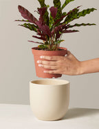 Calathea Rattlesnake