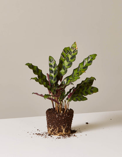 Calathea Rattlesnake