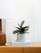 Calathea Rattlesnake