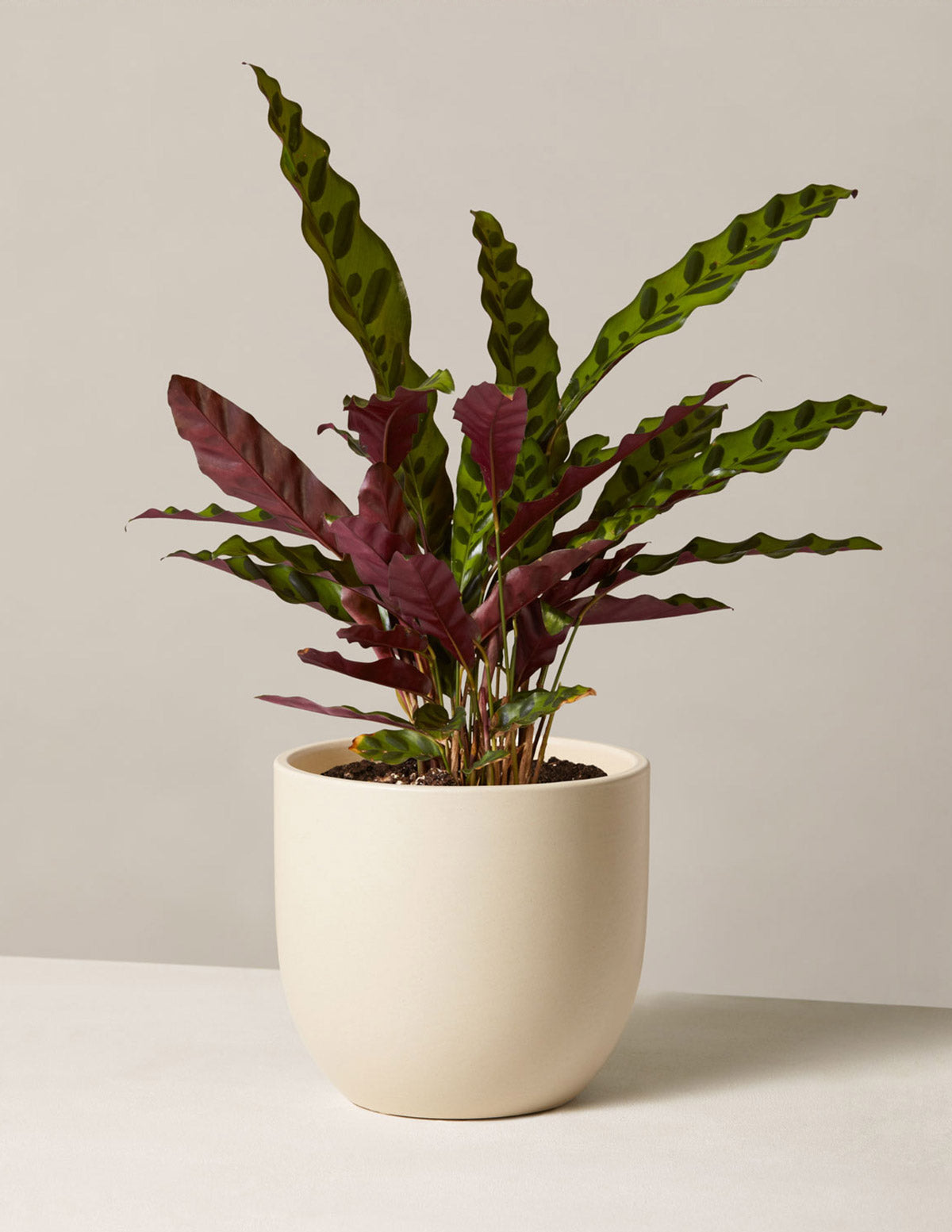 rattlesnake house plant Calathea Rattlesnake Prayer Plant | Houseplants Safe for Pets Delivery