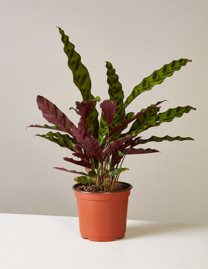 calathea snake plant care Calathea Rattlesnake Prayer Plant | Houseplants Safe for Pets Delivery
