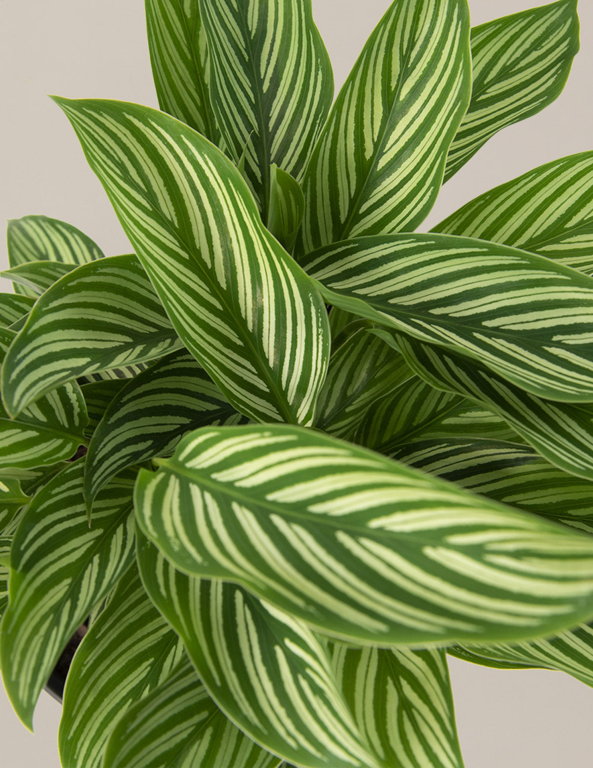 files/the-sill_calathea-vittata_gallery_all_1.jpg