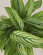 Calathea Vittata