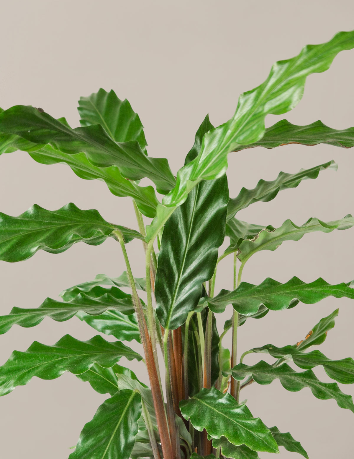 Calathea Wavestar