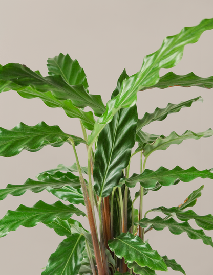Calathea Wavestar