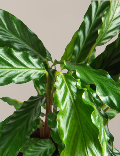 Calathea Wavestar